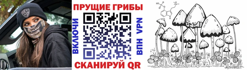 Купить где  Мосальск  Галлюциногенные грибы Cubensis 